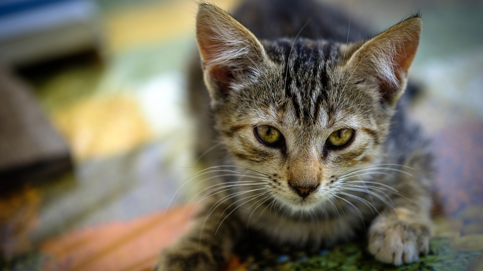 Come approcciare le persone: impariamo dai gatti